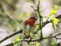 Robin