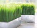 Grass Image