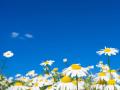 Daisies
