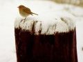 Robin 1