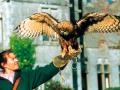Falconry