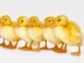 Easter Chics