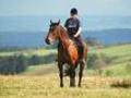 Horse 2