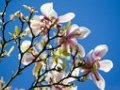 Spring 5