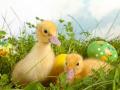 Easter Chicks