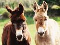 Donkeys